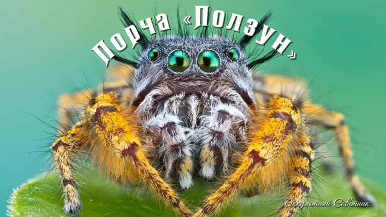 порча-ползун-дзен