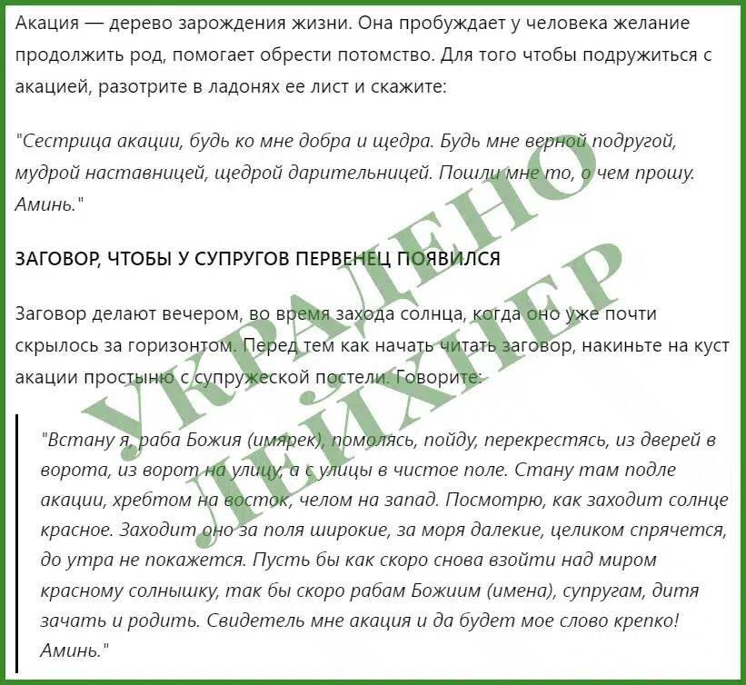 2024 01 31 12 59 15 derevo akacziya. zagovory chtoby deti byli