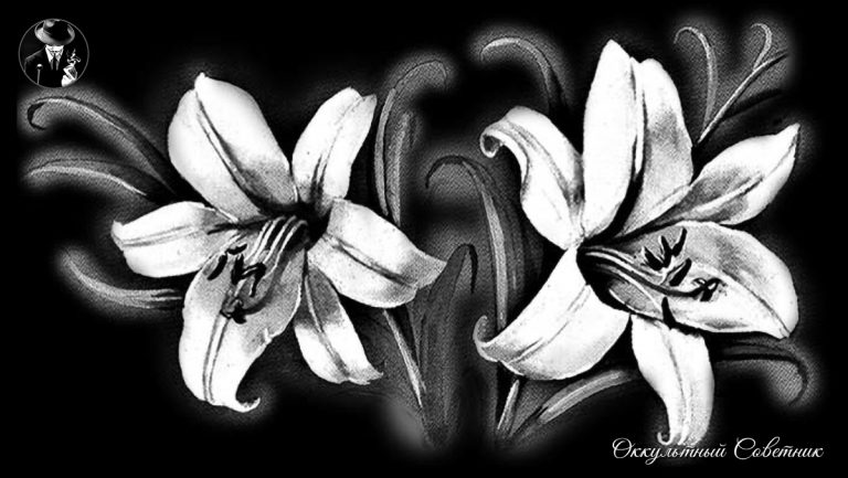 dzen_205b7aff10