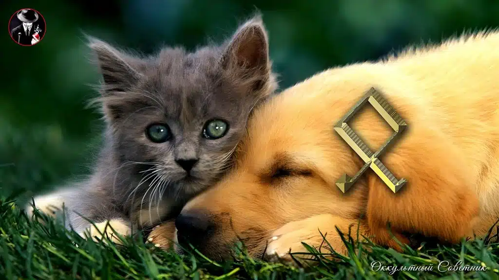 Руническая магия для защиты и исцеления домашних питомцев