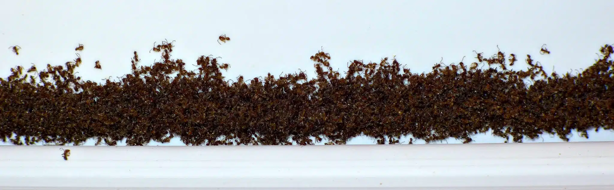 Муравьи в морозильной камере. Из личного архива автора.