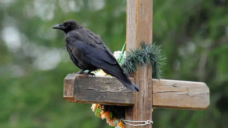 dzen 262d0f6161 e1766847742980